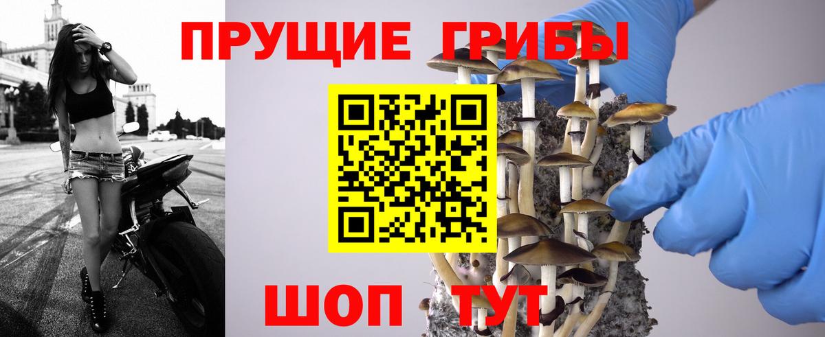 Псилоцибиновые грибы Psilocybine cubensis  купить закладку  Вход с VPN  Великий Устюг  Псилоцибиновые грибы Psilocybe 