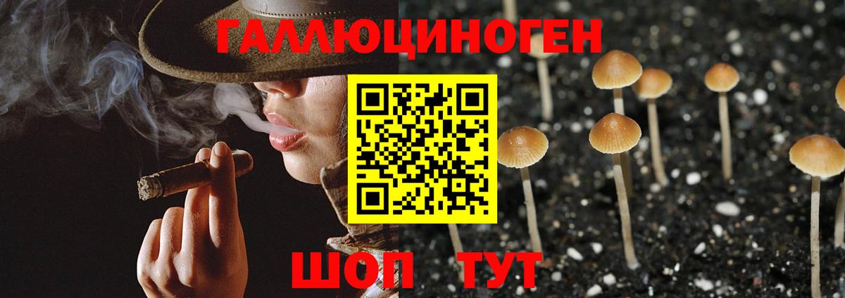 Псилоцибиновые грибы прущие грибы Великий Устюг